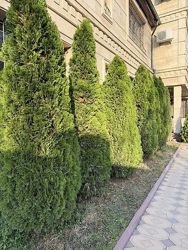 туи брабант купить: Туя западная (вероятно сорта Смарагд/Брабант) — зрелые декоративные — 3