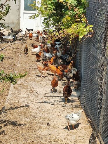 Xoruz, il: <1, Ödənişli çatdırılma