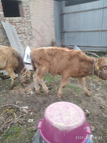 Коровы, быки: Продаю | Бык (самец) — 8