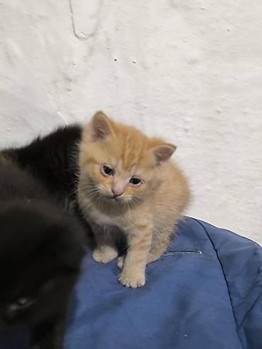 шотландская складка: Котята, помёт из трёх малышей: - Тигровый (серо-чёрный табби) с — 3