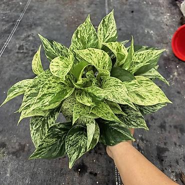 Монстеры: Монстера делициоза (Monstera deliciosa) – крупное — 47