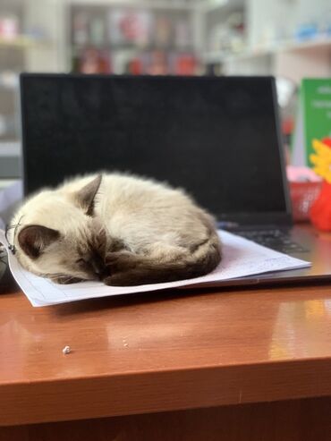 дом для котов: Возраст 6 месяцев