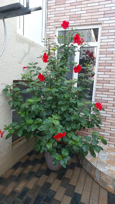 Buket güllər: Qırmızı Hibiskus (Çin qızılgülü) – iri dibçəkdə, bol çiçəkli dekorativ