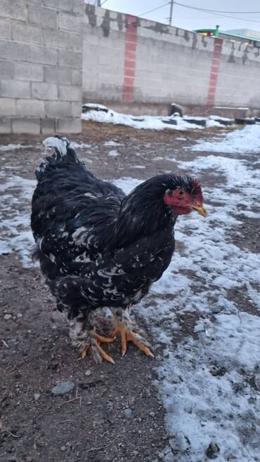 Птицы: Мраморный Кохин — 10