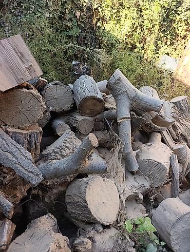 дрова отун сатылат: Отун Терек — 3