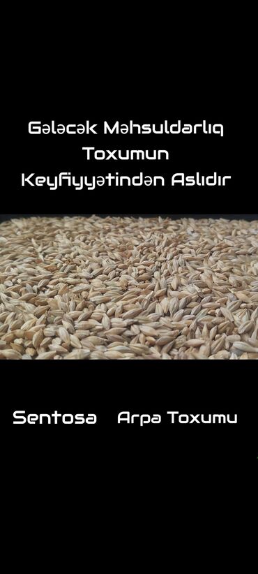 leziz dad qida mmc: Sentosa Arpa Toxumu Məhsul təsviri: - Sort: Sentosa - Növ: Arpa