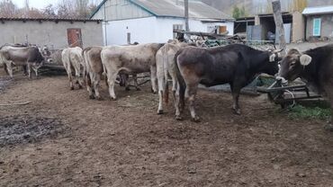 Коровы, быки: Продаю | Корова (самка) | Швицкая | Для разведения | Стельные — 8