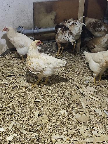 kənt çolpaları: Toyuq, Yumurtalıq — 4