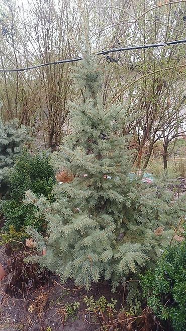 Декоративные деревья: Саженцы деревьев: Ели — 7
