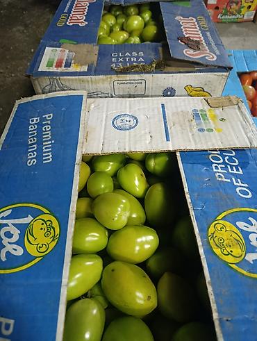 продажа еврокубов бу: Зелёные сливы (алыча) в ящиках - Форма: овальная, калибр ровный - — 2