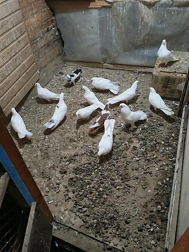 ekran ucun pisik sekilleri: Məhsul: Göyərçinlər (ev quşları) — 6