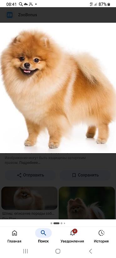 простые птички: Ищу щенка породы шпиц в районе Ала‑Бука. Пожелания: - Маленький — 4