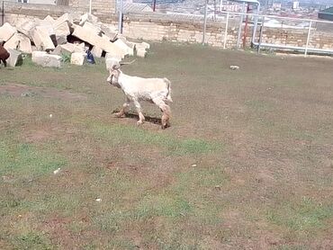 ereb keçisi: Erkək, il: 1, Ətlik, Damazlıq