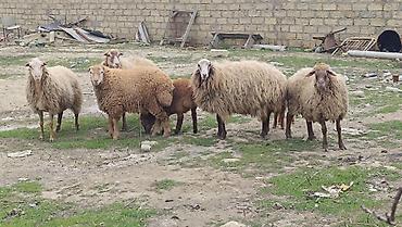 qoyun ana bala: Qoyun ailəsi – ana qoyun və iki quzu - Növ: yerli qoyun (ana) və iki — 3