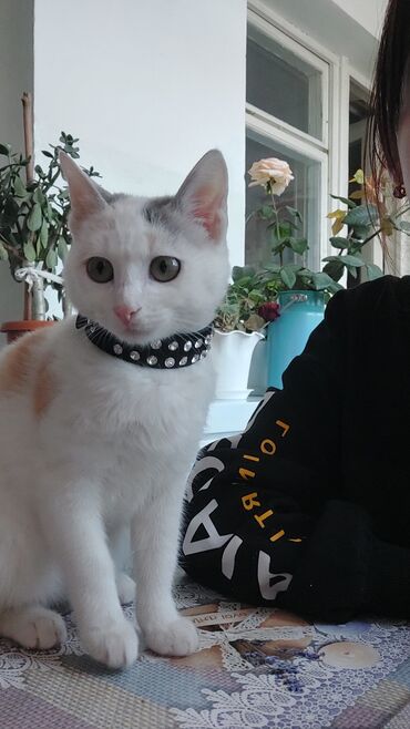 британская короткошерстная кошка шиншилла: Пропала кошка в джалал абаде МКР .спутник по улице Жени жок возле