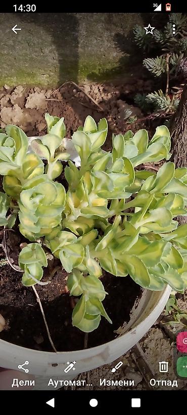 Ostale kućne biljke: Sobne i ukrasne biljke u saksijama – više vrsta - Syngonium — 12