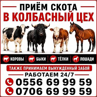 мин булак: Услуга: приём скота в колбасный цех. Что принимаем: - коровы - быки - — 1