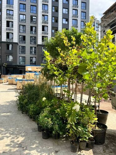 стол для растяжки спины: 2 комнаты, 77 м², Элитка, 5 этаж