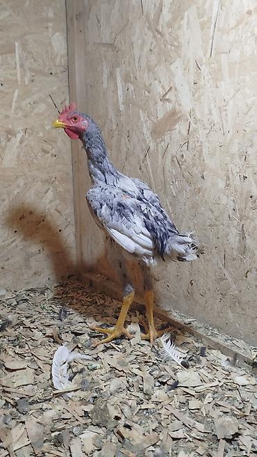 животные птицы: Дакан шалпан жожо короз сатылат алмашу алмашу жолдору бар адрес — 4