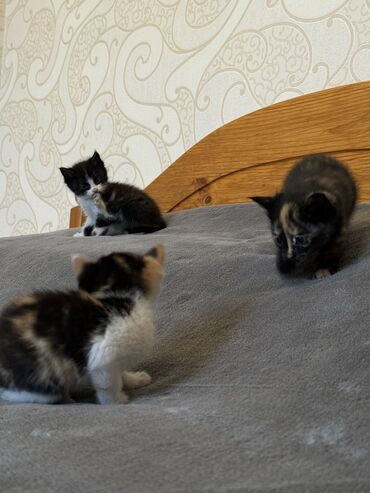 Коты: Отдам в добрые руки 3 милых котят! Возраст 2 месяца 1 мальчик черно
