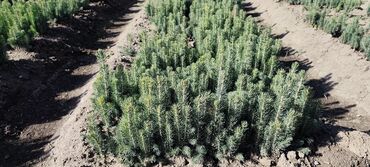 Декоративные деревья: Саженцы деревьев: Ели — 13