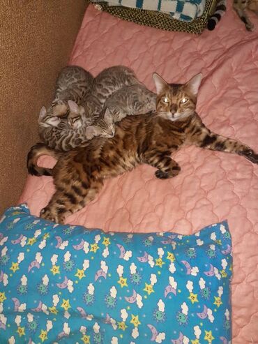 Продажа кошек: Бенгальская, 1 месяц, Мальчик, Черепаховый, Приучена к лотку — 5