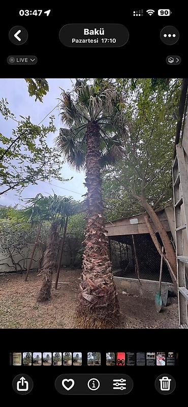 Ağaclar: 🌴 15 İLLİK, 7.5 METRLİK WASHINGTONIA PALMASI SATILIR 🌴 Elan mətni: 🌴 — 3