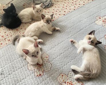 продаю домашние куры: Продается котята.
Им месяц.
Игривые и ласковые