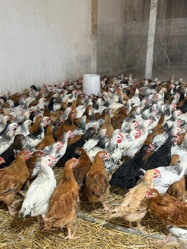 geref quşu: 2 ay yarimliq super etlik ve yumurtaliq cins çolpalar satişdadi unvan