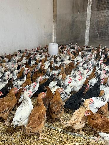 meşə toyuğu: Her bir vaksinleri olunmuş tam sağlam hem kesime hem damazliga yararli — 1