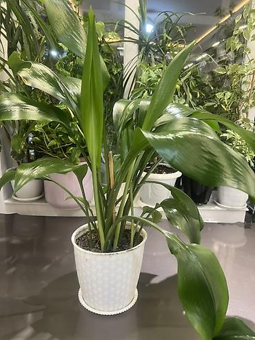Драцены и Сансевиерии: Доставка по городу бесплатно . Адаптированные пересаженные Комнатные — 48