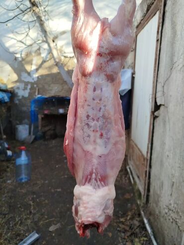 Ət: Dovşan eti halal kesilmiş halal ceki 1 ededi gelir 1k.800q. 1k.500q -da lalafo.az — 41 Ət: Dovşan eti halal kesilmiş halal ceki 1 ededi gelir 1k.800q. 1k.500q — 41