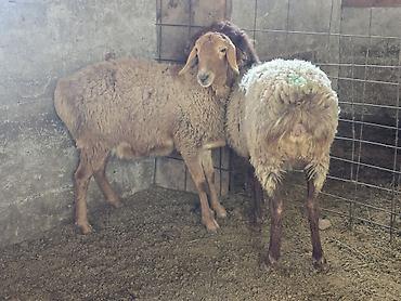 Баран, овца: Продаю | Овца (самка) | На забой, Для разведения — 7