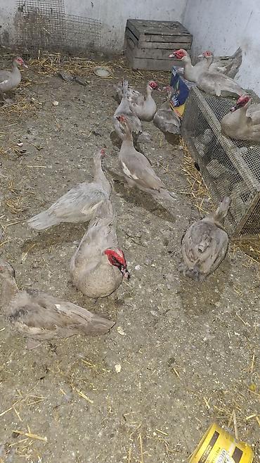 sudluk inekler satışı: Muscovy ördəkləri və ördək balaları - Növ: Muscovy (indo) ördək - — 2