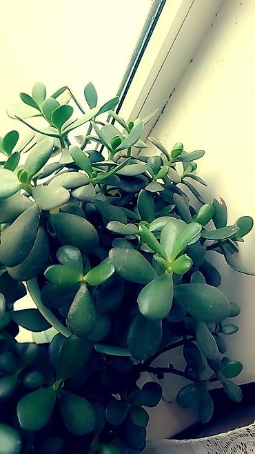 Отдам даром: Цветы от 50 сом и выше — 8