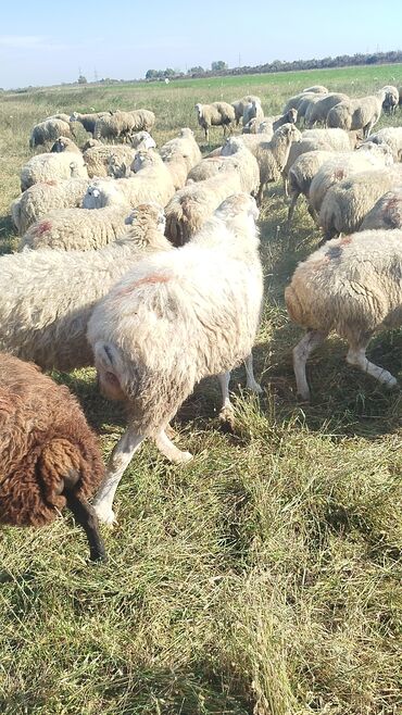Qoyunlar, qoçlar: Dişi, il: 1, 50 kq, Damazlıq, Ünvandan götürmə — 14