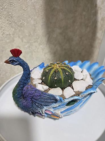 Кактусы: Эхинопсисы в горшках - Род: Echinopsis (кактусы-шаровидной формы с — 12