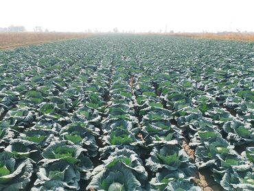 стол тумба для кухни: Капуста Белокачанная, Оптом