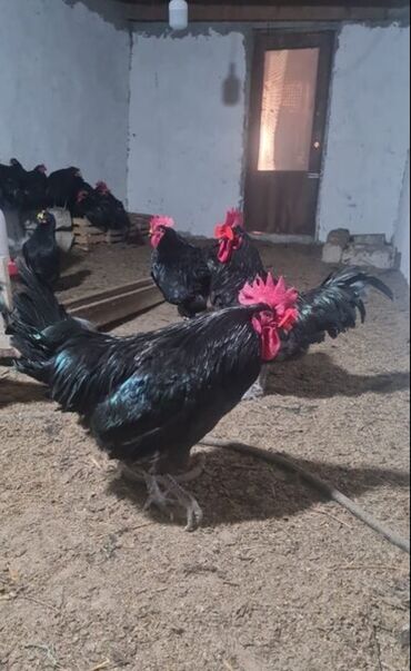 ayam cemani yumurta: Toyuq, Australorp, Yumurtalıq, Ünvandan götürmə