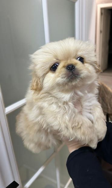 İtlər: Pekines, Erkek, Ünvandan götürmə — 9