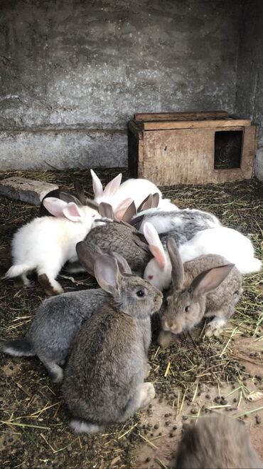 кролики бишкек: Продаю | Крольчата | Фландр | Для разведения