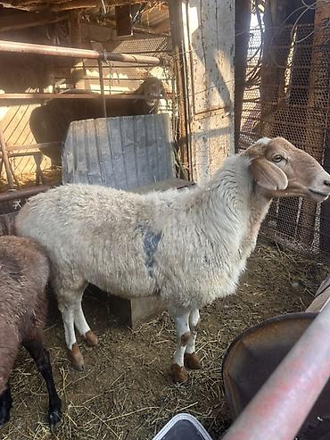 Продам с/х животных: Продаю | Овца (самка), Баран (самец) | На забой, Для разведения, Для шерсти — 5