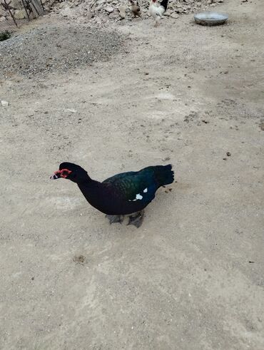 Ördəklər: Amerkan zumrudu lala ordeklerin 5 Ayliq ve 4 Ayliq balalari satilir — 2