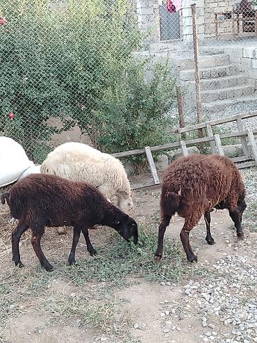 damazliq qoyun satisi: Satilir:birinci qarın dişi qoyun dişi balası 7 aylıq, birdene erkek — 4