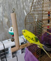 en yaxsi bugda sortu: Danişan tutuquşu.Tam əhilləşib, əldən qorxmur. Oğlan quşdur. Çox gözəl