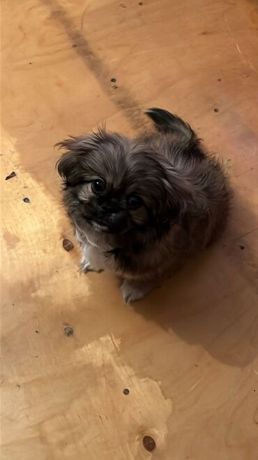 İtlər: Pekines, 4 ay, Dişi, Peyvəndli, Ödənişli çatdırılma