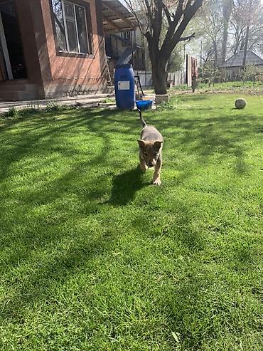 Продажа собак: Лайка, 3 месяца, Самец — 27