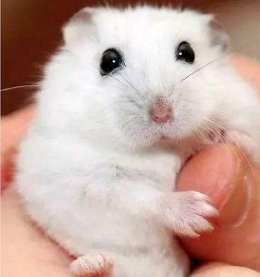 Хомяки: Джунгарские хомячки разных расцветок. Так же есть и сирийские хомячки — 4