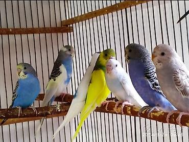 tutuquşu jumbo: Sağlam papuqaylar 13 manatdan satıram az qalıb TƏLƏSİN — 2