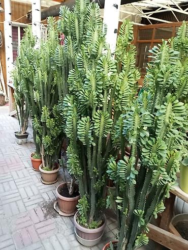 алое вера: Эуфорбия треугранная (Euphorbia trigona) в напольных горшках - — 2